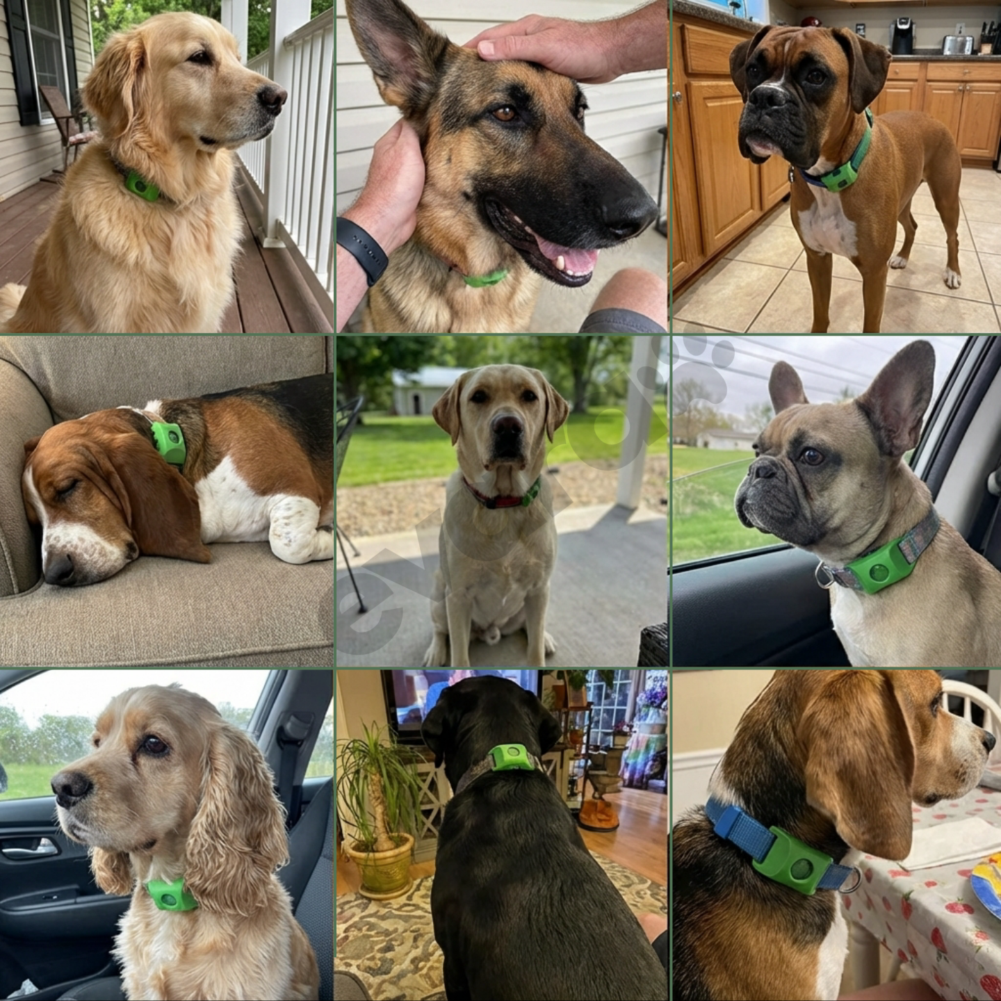 EVARA™ Ciondolo per Cani - Protezione 12 Mesi